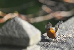 Rougegorge familier - Erithacus rubecula - European Robin<br>Vendée