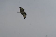 Buse variable - Buteo buteo - Common Buzzard<br>Région Parisienne