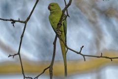 Perruche à collier - Psittacula krameri - Rose-ringed Parakeet<br>Région parisienne