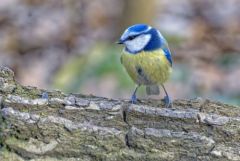 Mésange bleue - Cyanistes caeruleus - Eurasian Blue Tit<br>Région parisienne
