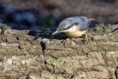 Sittelle torchepot - Sitta europaea - Eurasian Nuthatch<br>Région Parisienne