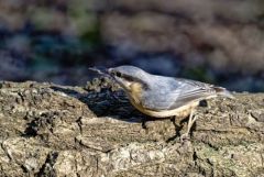 Sittelle torchepot - Sitta europaea - Eurasian Nuthatch<br>Région Parisienne