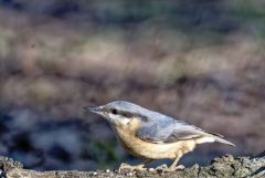 Sittelle torchepot - Sitta europaea - Eurasian Nuthatch<br>Région Parisienne
