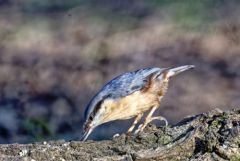 Sittelle torchepot - Sitta europaea - Eurasian Nuthatch<br>Région Parisienne