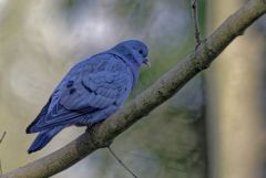 Pigeon colombin - Columba oenas - Stock Dove<br>Région Parisienne