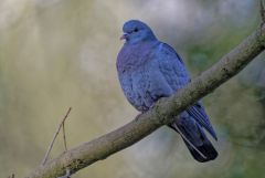 Pigeon colombin - Columba oenas - Stock Dove<br>Région Parisienne