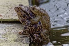 Crapaud commun - Bufo bufo - Common toad<br>Vendée