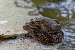 Crapaud commun - Bufo bufo - Common toad<br>Vendée