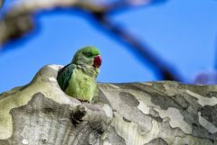 Perruche alexandre ♀ - Psittacula eupatria - Alexandrine Parakeet<br>Région parisienne