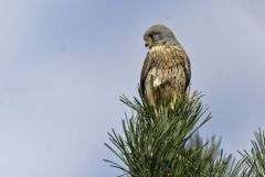 Faucon crécerelle ♂ - Falco tinnunculus - Common Kestrel<br>Région Parisienne