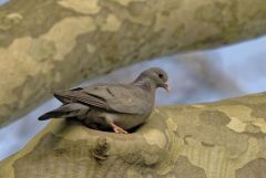Pigeon colombin - Columba oenas - Stock Dove<br>Région Parisienne