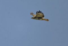 Buse variable - Buteo buteo - Common Buzzard<br>Région Parisienne