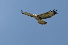 Buse variable - Buteo buteo - Common Buzzard<br>Région Parisienne