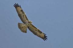 Buse variable - Buteo buteo - Common Buzzard<br>Région Parisienne
