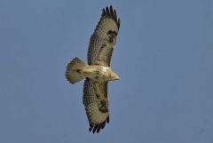 Buse variable - Buteo buteo - Common Buzzard<br>Région Parisienne