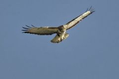 Buse variable - Buteo buteo - Common Buzzard<br>Région Parisienne