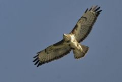 Buse variable - Buteo buteo - Common Buzzard<br>Région Parisienne