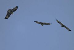 Buse variable - Buteo buteo - Common Buzzard<br>Région Parisienne