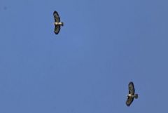 Buse variable - Buteo buteo - Common Buzzard<br>Région Parisienne