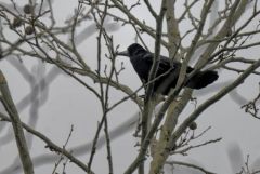 Corbeau freux - Corvus frugilegus - Rook<br>Région parisienne