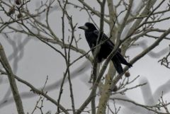 Corbeau freux - Corvus frugilegus - Rook<br>Région parisienne