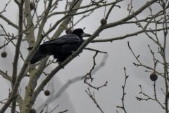 Corbeau freux - Corvus frugilegus - Rook<br>Région parisienne