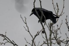 Corbeau freux - Corvus frugilegus - Rook<br>Région parisienne