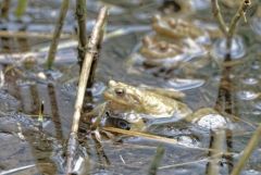 Crapaud commun - Bufo bufo - Common toad<br>Vendée