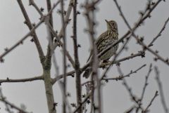 Grive musicienne - Turdus philomelos - Song Thrush<br>Région parisienne