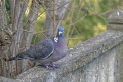 Pigeon ramier - Columba palumbus - Common Wood Pigeon<br>Région parisienne