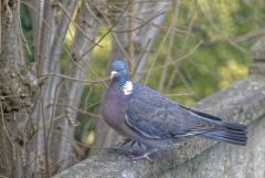Pigeon ramier - Columba palumbus - Common Wood Pigeon<br>Région Parisienne