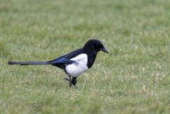 Pie bavarde - Pica pica - Eurasian Magpie<br>Région Parisienne