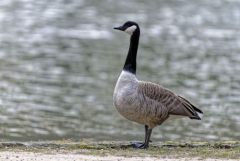 Bernache du Canada - Branta canadensis - Canada Goose<br>Région parisienne