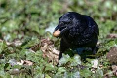 Corneille noire - Corvus corone - Carrion Crow<br>Région Parisienne