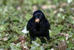 Corneille noire - Corvus corone - Carrion Crow<br>Région Parisienne