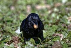 Corneille noire - Corvus corone - Carrion Crow<br>Région Parisienne