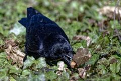 Corneille noire - Corvus corone - Carrion Crow<br>Région Parisienne