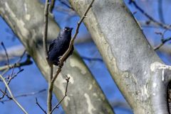 Choucas des tours - Coloeus monedula - Western Jackdaw<br>Région parisienne