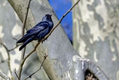 Choucas des tours - Coloeus monedula - Western Jackdaw<br>Région parisienne