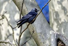 Choucas des tours - Coloeus monedula - Western Jackdaw<br>Région parisienne