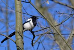 Pie bavarde - Pica pica - Eurasian Magpie<br>Région Parisienne