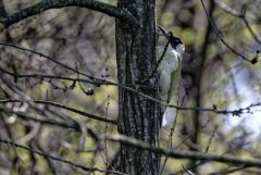 Pic vert ♂ - Picus viridis - European Green Woodpecker<br>Région parisienne