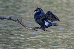 Grand Cormoran - Phalacrocorax carbo - Great Cormoran<br>Région parisienne