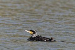 Grand Cormoran - Phalacrocorax carbo - Great Cormoran<br>Région parisienne