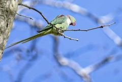 Perruche alexandre ♂ - Psittacula eupatria - Alexandrine Parakeet<br>Région parisienne