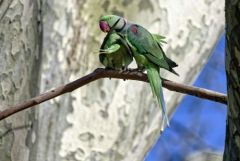 Perruche alexandre - Psittacula eupatria - Alexandrine Parakeet<br>Région parisienne