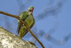 Perruche alexandre - Psittacula eupatria - Alexandrine Parakeet<br>Région parisienne