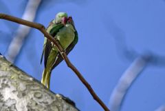 Perruche alexandre - Psittacula eupatria - Alexandrine Parakeet<br>Région parisienne