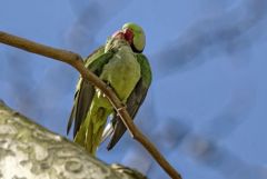 Perruche alexandre - Psittacula eupatria - Alexandrine Parakeet<br>Région parisienne