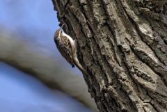Grimpereau des jardins - Certhia brachydactyla - Short-toed Treecreeper<br>Région parisienne